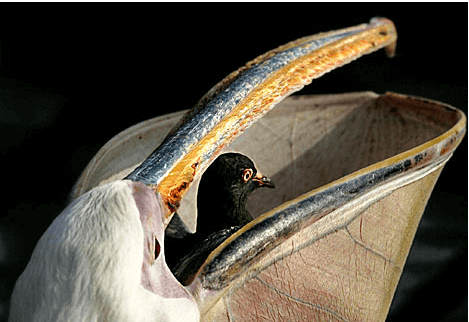 pelican eats pigeon