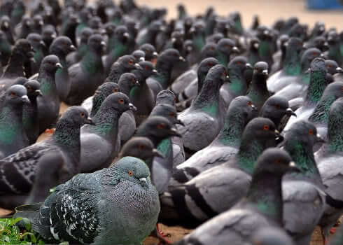 pigeons on pilgrim hill