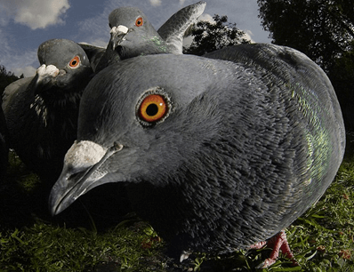 pigeons up close interview