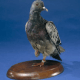 stuffed pigeon cher ami