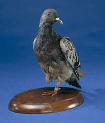 stuffed pigeon cher ami